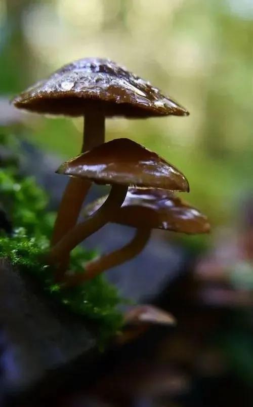 國家蘑菇地理：中國哪里的蘑菇最好吃？