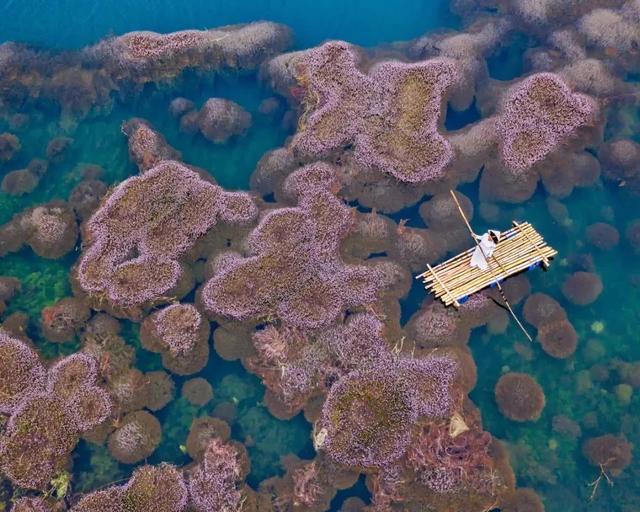 國家蘑菇地理：中國哪里的蘑菇最好吃？