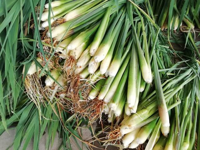 國家蘑菇地理：中國哪里的蘑菇最好吃？