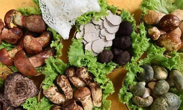 國家蘑菇地理：中國哪里的蘑菇最好吃？
