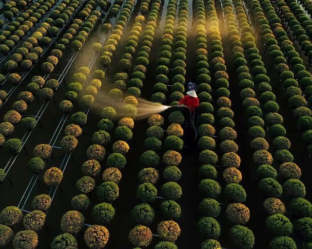 國家蘑菇地理：中國哪里的蘑菇最好吃？