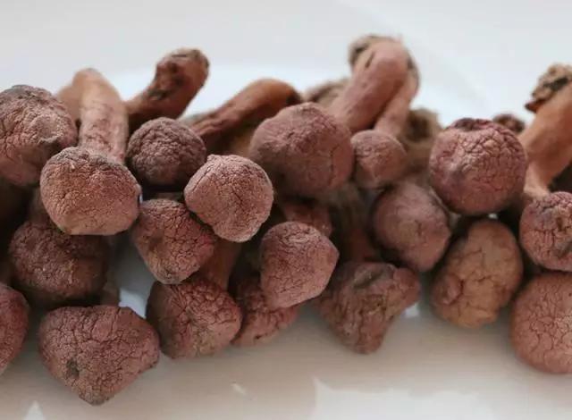 國家蘑菇地理：中國哪里的蘑菇最好吃？