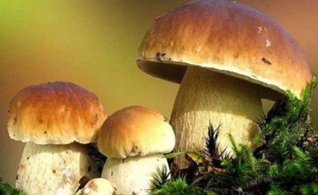 國家蘑菇地理：中國哪里的蘑菇最好吃？