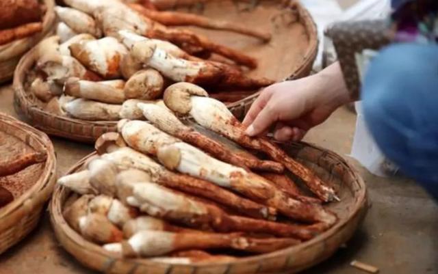 國家蘑菇地理：中國哪里的蘑菇最好吃？