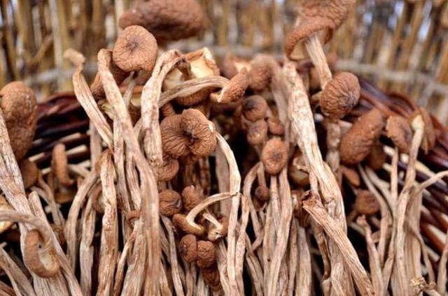 國家蘑菇地理：中國哪里的蘑菇最好吃？