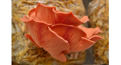 行業(yè)動態(tài)
